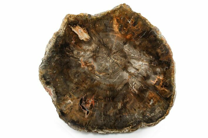 Polished Petrified Wood (Araucaria) Round - Madagascar #355356